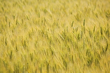 Close up of wheat field