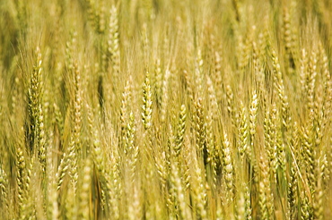 Close up of wheat