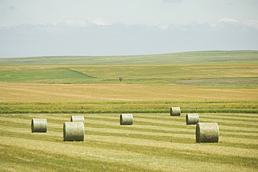 Hay bales in field