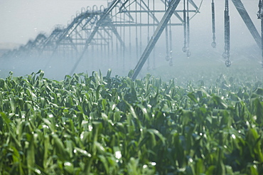 Irrigation over corn field