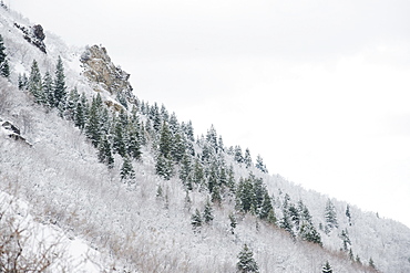 Snow covered trees on mountain side