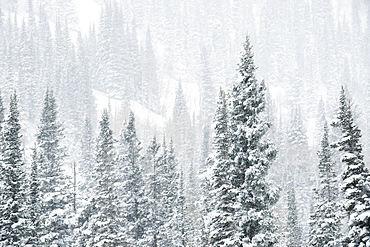 Snow covered trees on mountain, Wasatch Mountains, Utah, United States