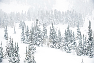 Snow covered trees on mountain, Wasatch Mountains, Utah, United States