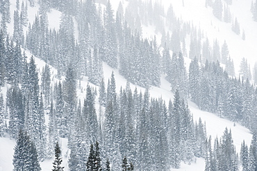 Snow covered trees on mountain, Wasatch Mountains, Utah, United States