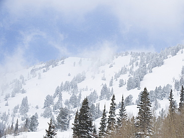 Snow covered trees on mountain, Wasatch Mountains, Utah, United States