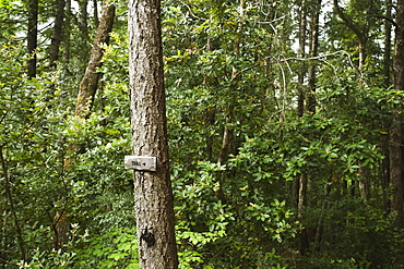 Trail sign on tree in forest