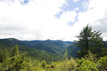 Forest and mountains