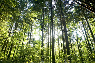 Low angle view of forest