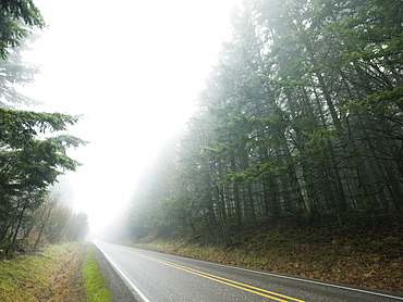 Highway through foggy forest