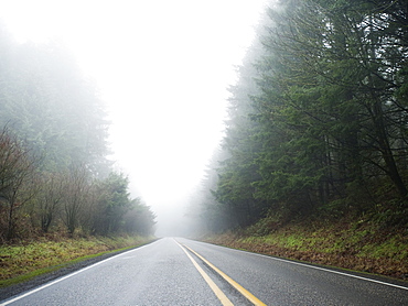 Highway through foggy forest