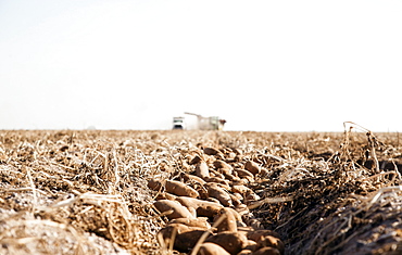 Potato harvest, Colorado, USA