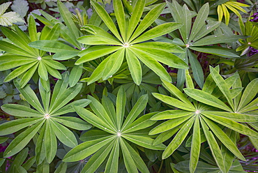 Close up of lupine leaves