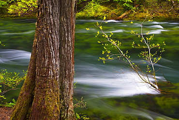 McKenzie River with tree in foreground, Linn County, Oregon