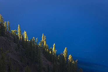 Trees growing on hillside, Crater Lake National Park