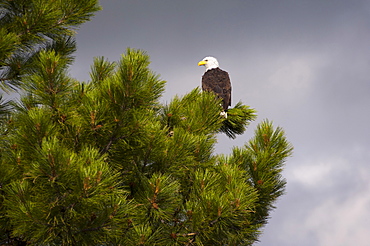 Bald Eagle (Haliaeetus leucocephalus) on tree, Lake County, Oregon