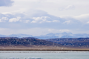 Flock of Gregarious geese over lake, Freezeout Lake, Montana, USA