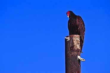 Mexico, Turkey Vulture perching on pole, Mexico;