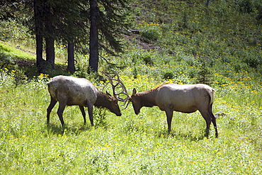 USA, Colorado, Rocky Mountains National Park, Two stags fighting, USA, Colorado, Rocky Mountains National Park