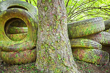 Old tires piled next to tree