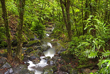 Stream flowing through rainforest, El Yunque, Puerto Rico