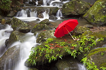 Umbrella left by scenic waterfall, El Yunque, Puerto Rico