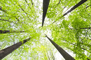 View of tall trees, New Jersey