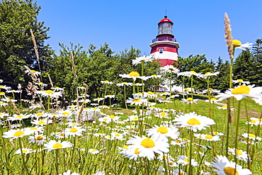 View of meadow with flowers and lighthouse in background, Nova Scotia, Canada