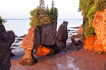 Hopewell Rocks with trees on top at sunrise, New Brunswick, Canada