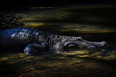 Crocodile in water, Palm Beach, Florida