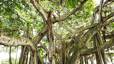 View of Banyan Tree, Palm Beach, Florida