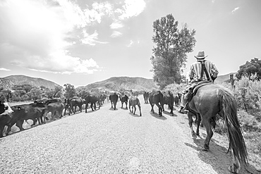 Cowboy with cattle, Colorado