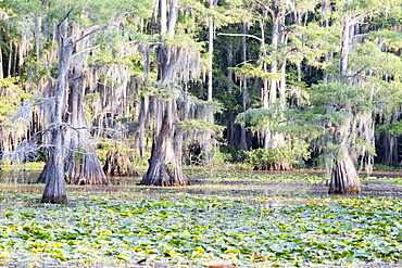 Green trees, Caddo Lake State Park, Texas 