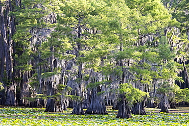 Green trees, Caddo Lake State Park, Texas 