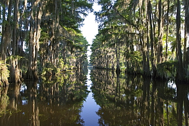 Scenic view of lake, Caddo Lake State Park, Texas 