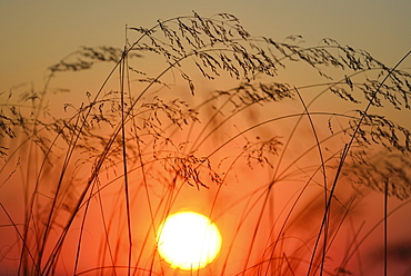 Stems of grass silhouetted against setting sun, Truro, Cape Cod, Massachusetts