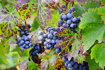 Grapes ready to be harvested in Uco Valley