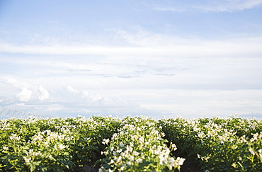 Flowering potato plants, Colorado, USA
