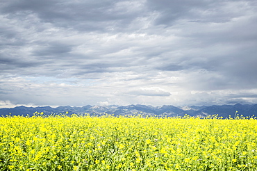 Scenic view of canola field, Colorado, USA