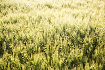Barely in field