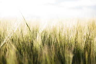 Barley in field