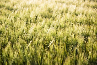 Barley in field