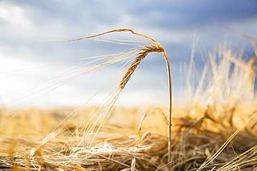 Barley crops in field, Colorado, USA