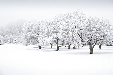 Scenic view of winter landscape, New Jersey, USA