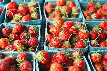 Crates of strawberries