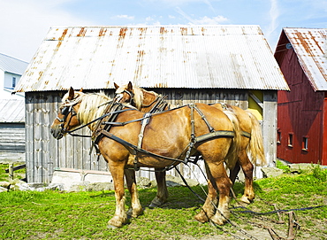 Two horses in front of barn, USA, Colorado