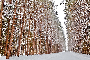 View of road in snowy forest, USA, New York State