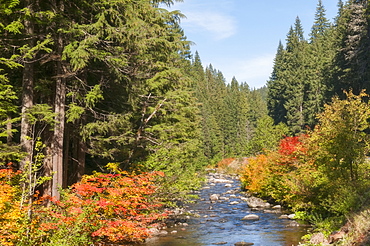 View North Satiam River, USA, Oregon, North Satiam River