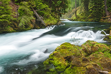 View of McKenzie River, USA, Oregon, McKenzie River