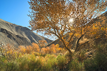 View of Cottonwood Canyon, USA, California, Death Valley National Park, Cottonwood Canyon