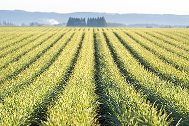 View of rows of plants in field, USA, Oregon, Marion County